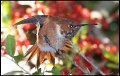 _9SB8683 rufous hummingbird stretch